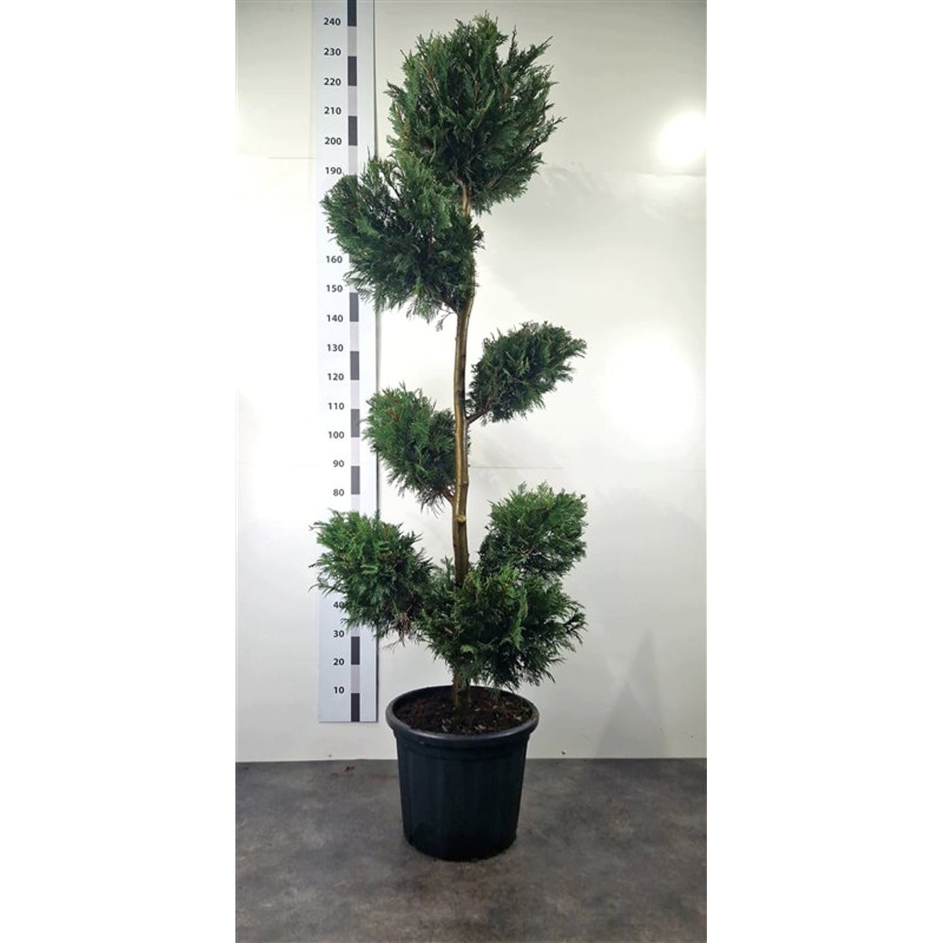 Leylandcypress – Cupressocyparis leylandii - 160-180 CM Ponpon Cont.